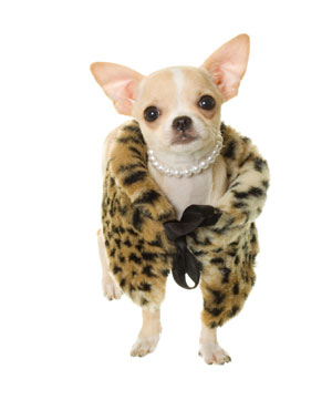 Pet Accessories Pet Accessories
