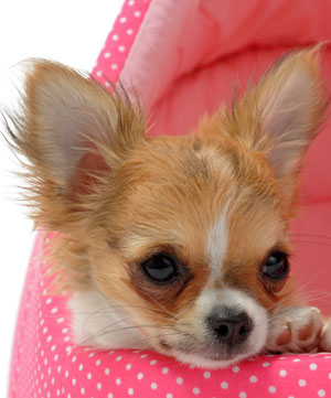 Pet Quilts & Accessories